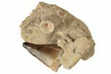 Mosasaur (Prognathodon) Tooth With Vert & Bone #192505-1
